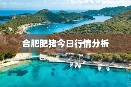 合肥肥猪今日行情分析