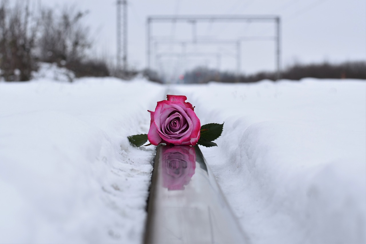 梨花似雪电视剧，情感与命运的绚烂交织