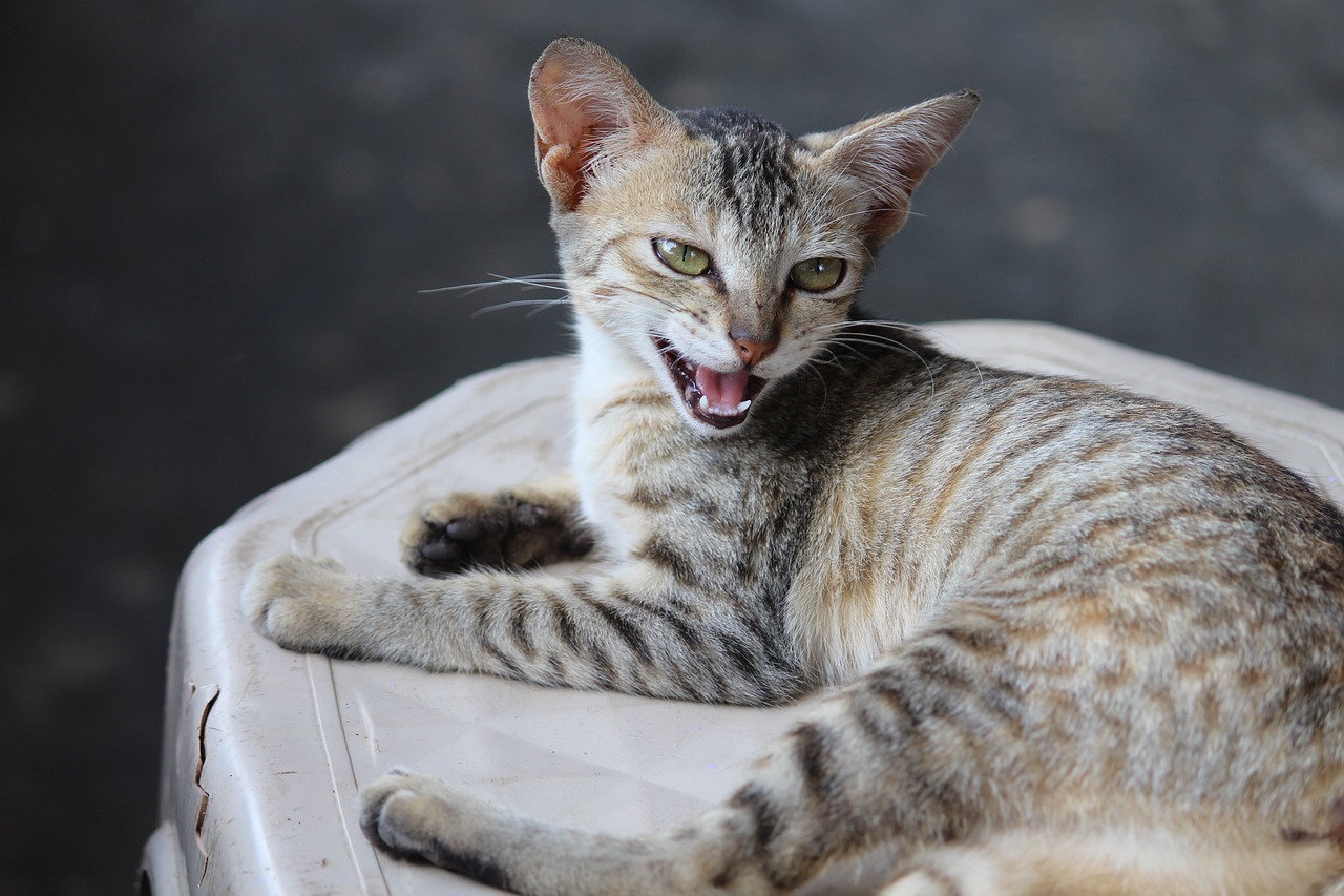 领养猫咪之旅，资讯、选择、照顾与爱