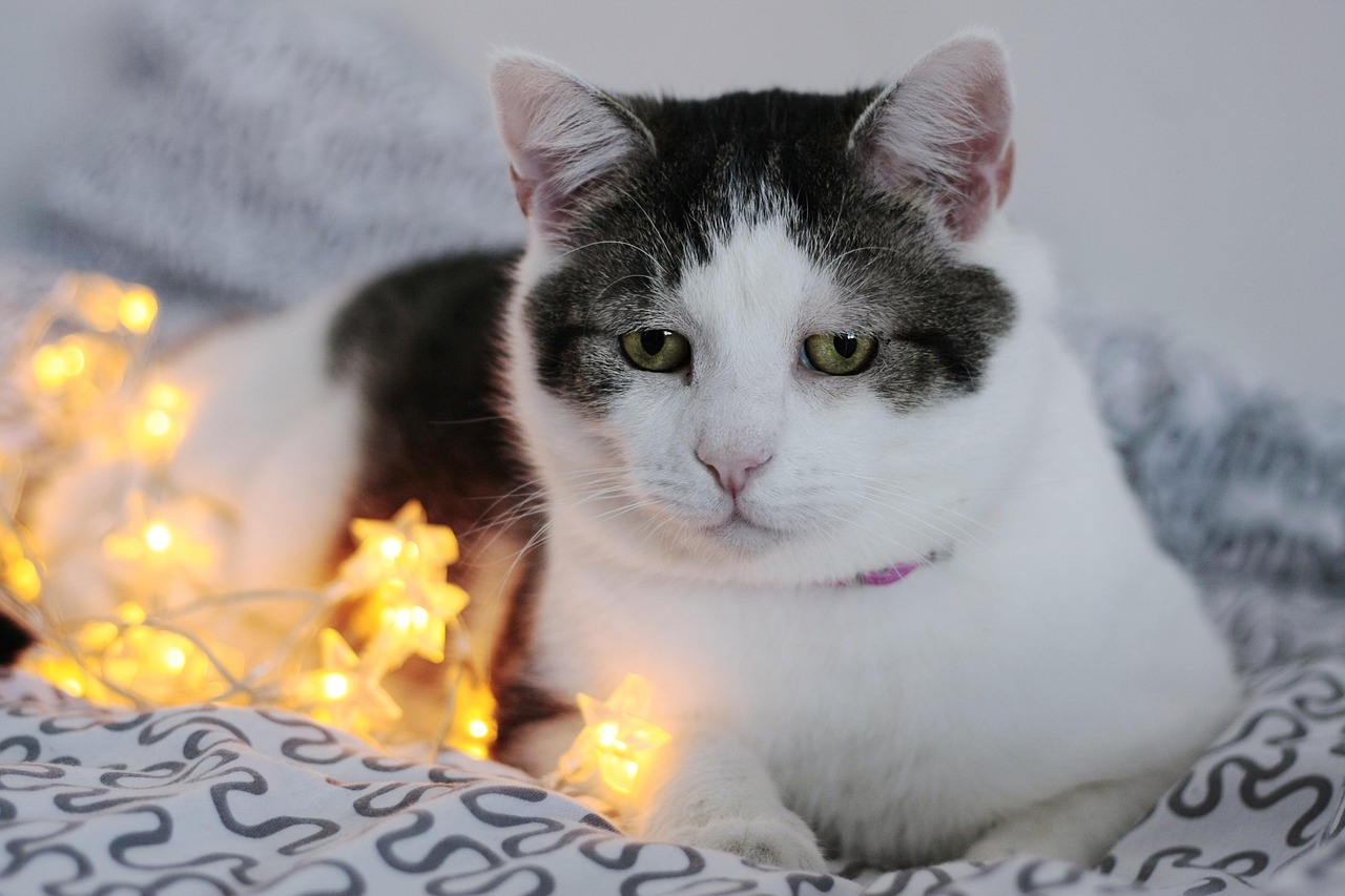 猫咪软件最新版官网，一站式养猫指南，探索全方位猫咪世界