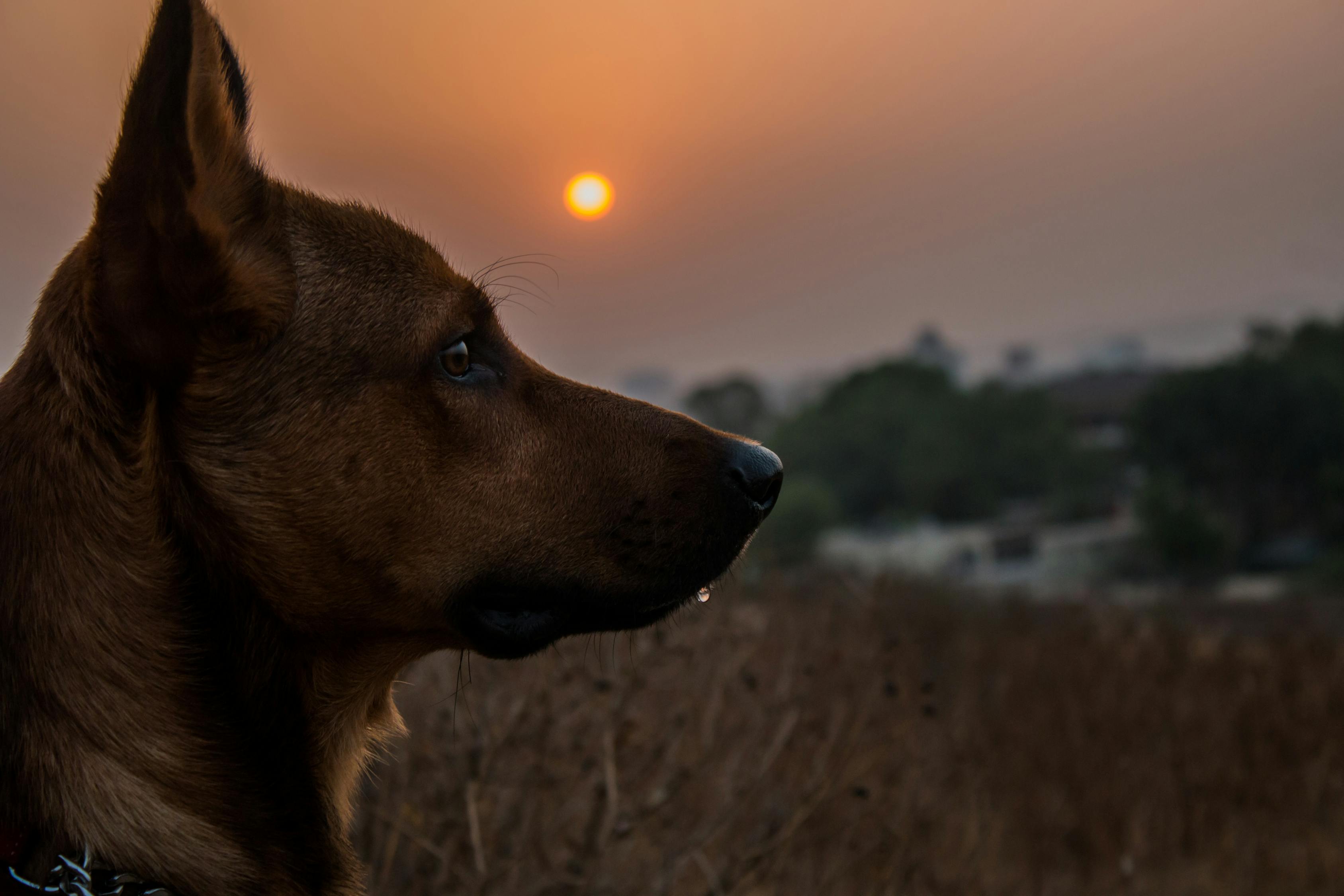 电影中的狗狗世界，人与犬的深情厚谊的银幕之旅