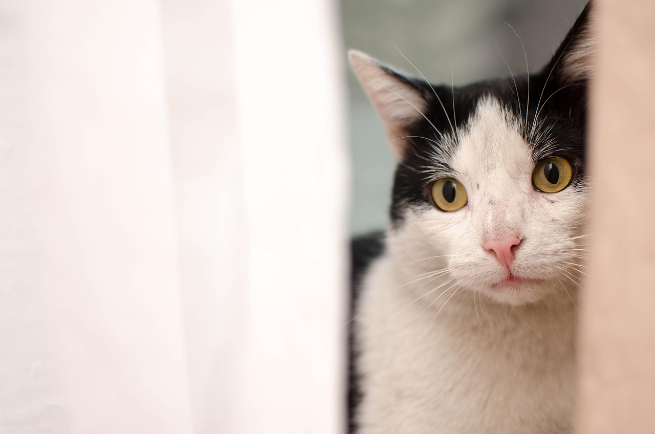 最新萌猫盘点，心动猫咪时尚潮流大赏