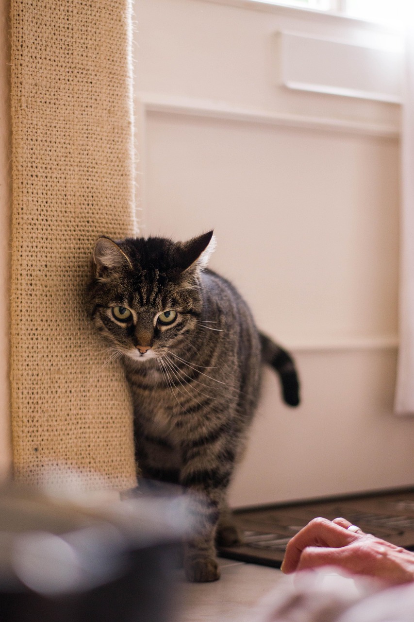 日本动漫中的猫，魅力与故事的世界