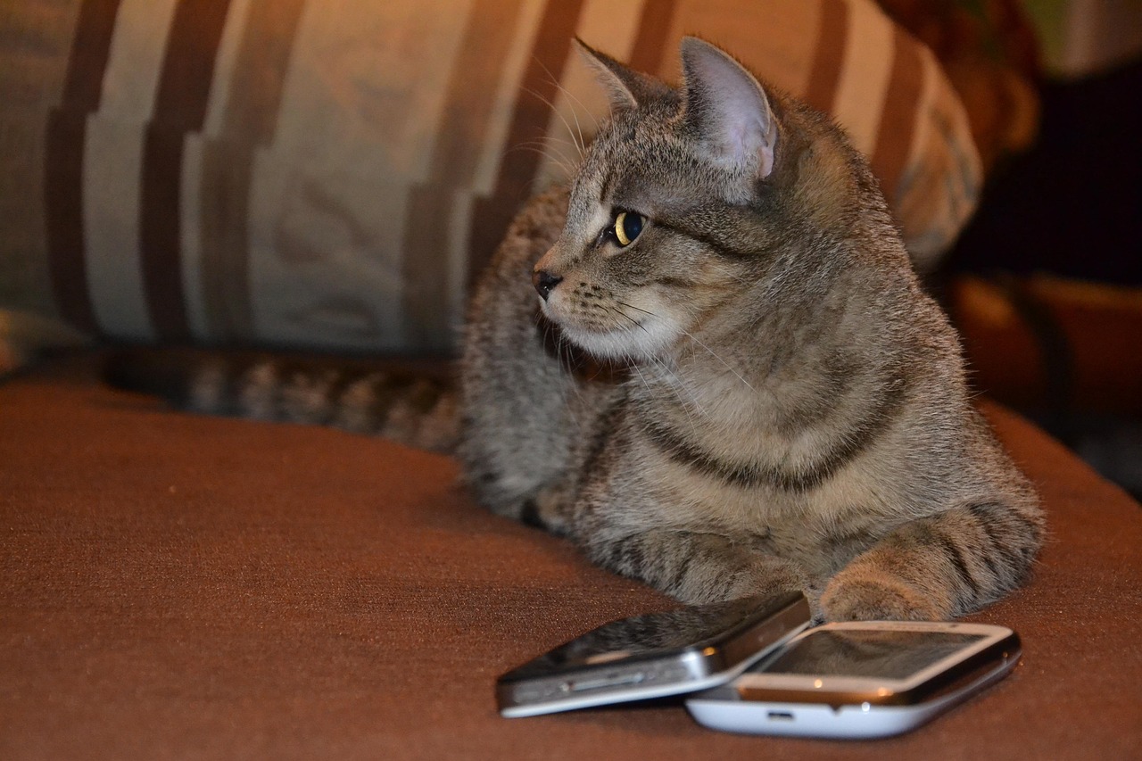 探索猫咪世界的最新日记，温馨猫猫日常与情感表达之旅