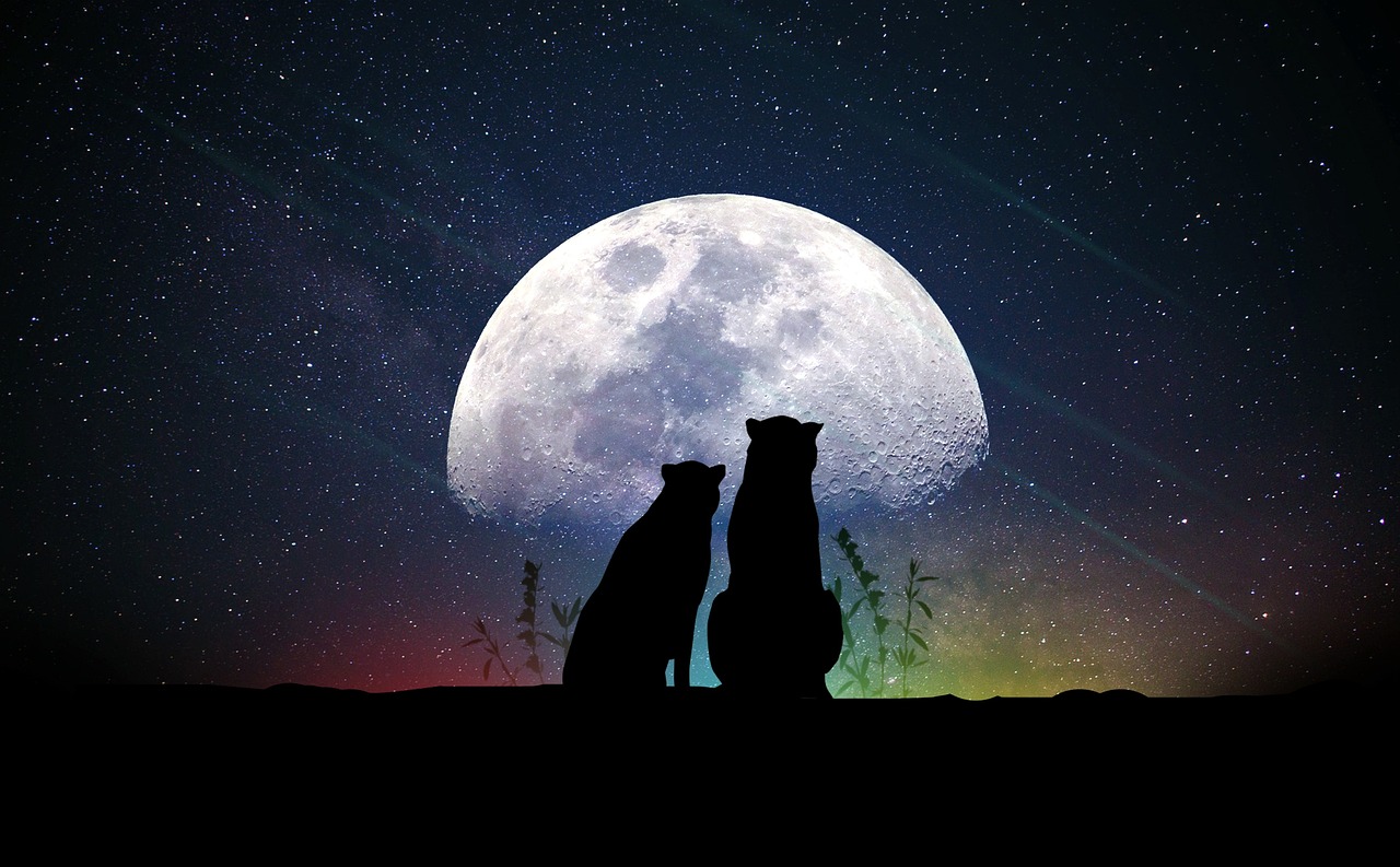 冯姓明星的星光璀璨人生旅程探索