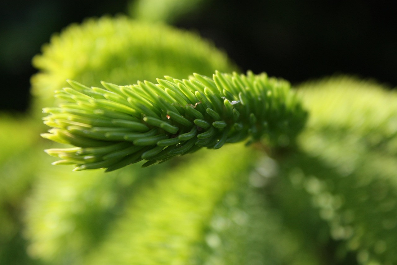 花辞树 第4页