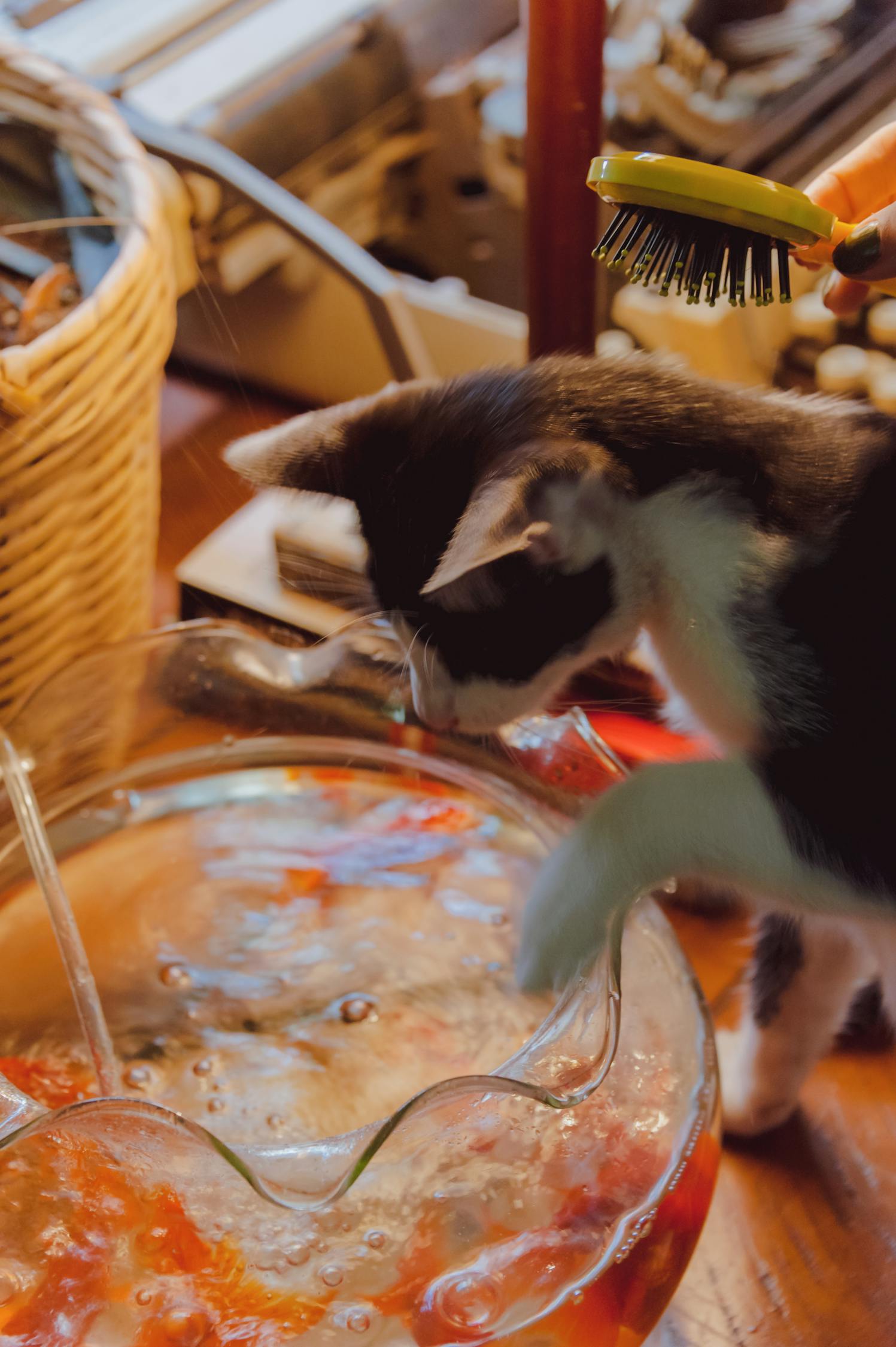 探索猫咪世界的独特魅力——最新喵声