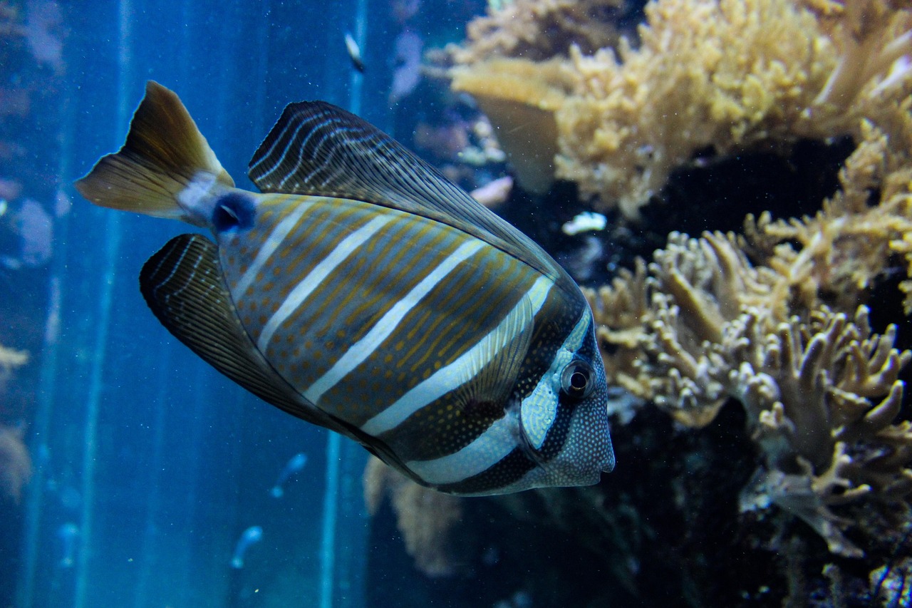 鱼宝图片及价格查询，探索水族世界的魅力之旅